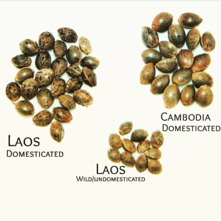 laos cannabis seed shape and size