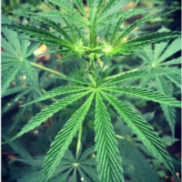 laos ventiane cannabis seeds