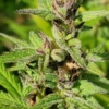 lolab valley marijuana seeds