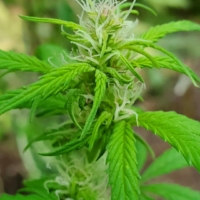 lolab valley marijuana seeds