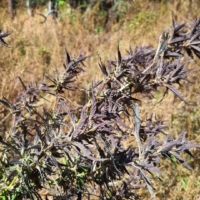 lolab valley purple cannabis plants