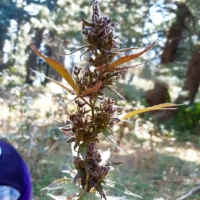 Lolab Valley cannabis seeds