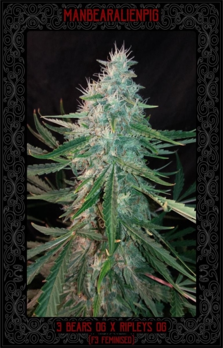 manbearalienpig auroflower cannabis seeds by Mephisto Genetics