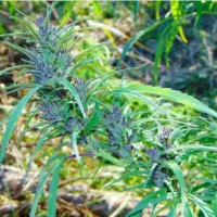 manipur burma cannabis seeds