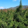 manipur burma heirloom indian cannabis seeds