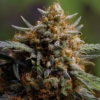 bubblegum fast buds auto cannabis seeds