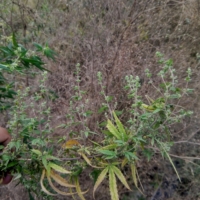 rajasthan marijuana seeds