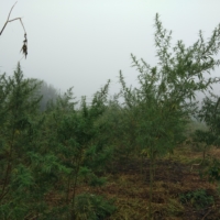 urgam valley indian landrace marijuana seeds