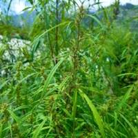 urgam valley marijuana seeds indian landrace exchange