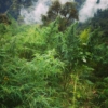 urgam valley amaranth and cannabis