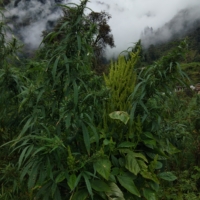 urgam valley naturally grown cannabis