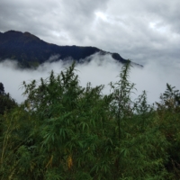 wild cannabis growing in urgam valley