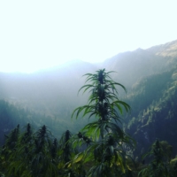 wailing valley landrace cannabis seeds