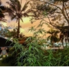 wailing valley cannabis plant in hawaii