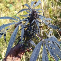 wailing valley malana marijuana seeds