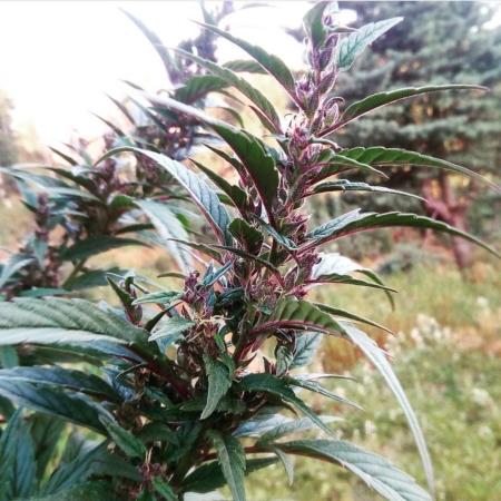 wailing valley purple cannabis variety