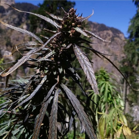 wailing valley indian landrace exchange cannabis seeds