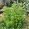 wailing valley cannabis plants
