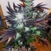 zbud cannabis seeds deadpanhead