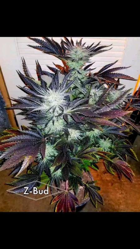 zbud cannabis seeds deadpanhead