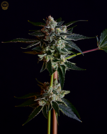 Platinum GSC x Illusion OG marijuana seeds