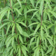 Cannabis look-alike plant