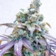 LSD-51 cannabis seeds deadpanhead