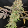 anaphylaxis mmj seeds
