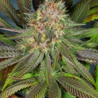 bubba pupil cannabis strain