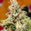 pupilstan cannabis seeds mms