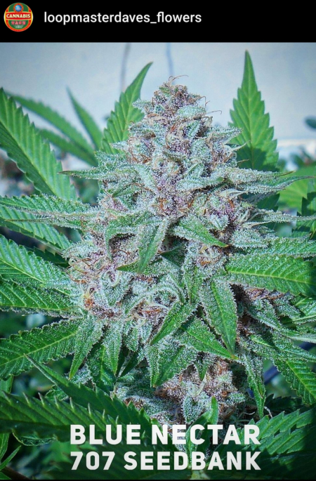 Blue Nectar cannabis 707 SeedBank