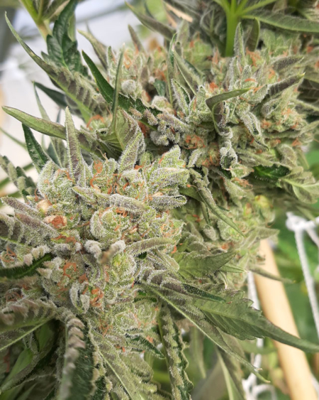Griffen mmj seeds, bred by 707 Seedbank