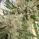 Griffen mmj seeds, bred by 707 Seedbank