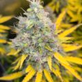 Prism cannabis harvest