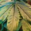non serrated leaf marijuana plant