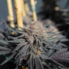 halo spirit in the sky x purple pineapple express seeds