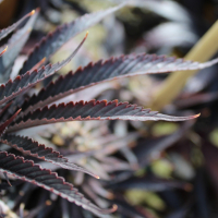 annunaki genetics dream come true cannabis seeds