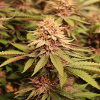 strawberry mamba cross cannabis seeds