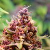 mmj cannabis marijuana fem seeds