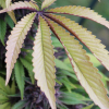 cannabis leaf colors annaunki genetics