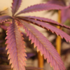 Strawberry Runtz cannabis leaves
