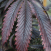 Strawberry Runtz marijuana plant