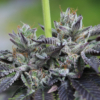 Strawberry Runtz cannabis seeds by so loud