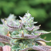 marijuana seeds pinata unicorn by so loud seeds