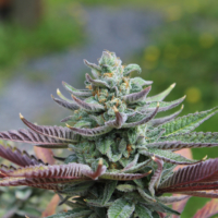 cannabis seeds pinata unicorn
