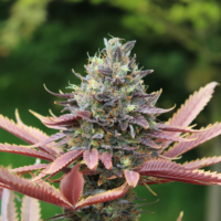 strawberry runtz cannabis buds