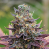 strawberry runtz marijuana strain