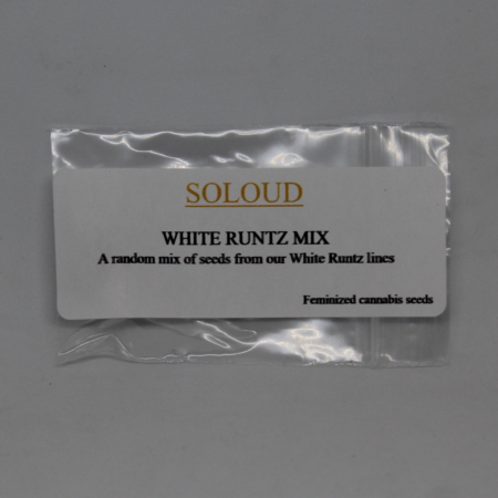 SoLoud White Runtz seeds