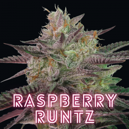 Raspberry Runtz Marijuana seeds