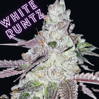 White Runtz S1 cannabis seeds